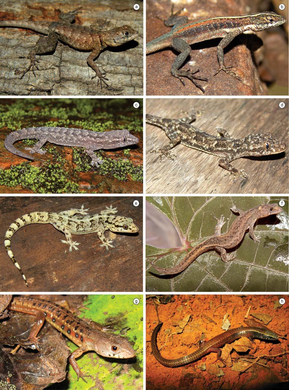 244 Biota Neotrop., vol. 10, no. 3 Loebmann, D. & Haddad, C.F.B. Figure 10. Reptile species found in the region of CPI.