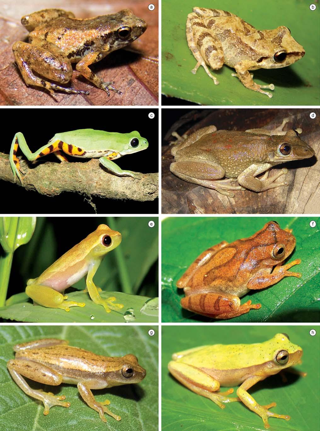 Biota Neotrop., vol. 10, no. 3 233 Amphibians and reptiles from a highly diverse area of the Caatinga domain Figure 3. Amphibian species found in the region of CPI.