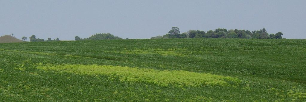 Impacto Gerado pela Resistência Mudanças as em sistemas de produção Impedimento do uso de culturas, rotação culturas Impedimento do uso de herbicidas Histórico no Brasil: Década de 90 Resistência