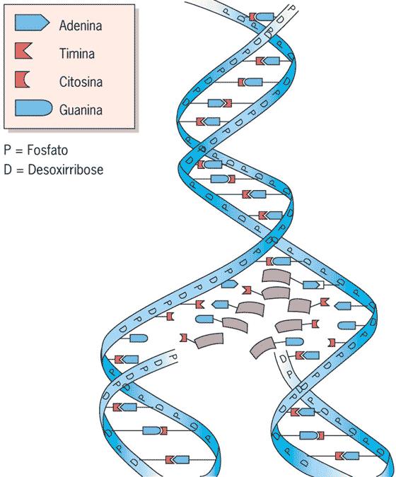 Mutações CAUSA DA R DNA polimerase pode introduzir nucleotídeos incorretos em proporção variável (10-6, 10-8) Diversas