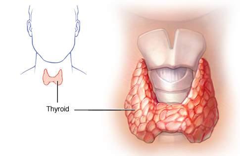 1.TIREOIDECTOMIA Corresponde a ressecção cirúrgica da glândula tireóide A tireóide é uma glândula endócrina que produz T3 e T4 (a base de iodo) e calcitonina Possui o