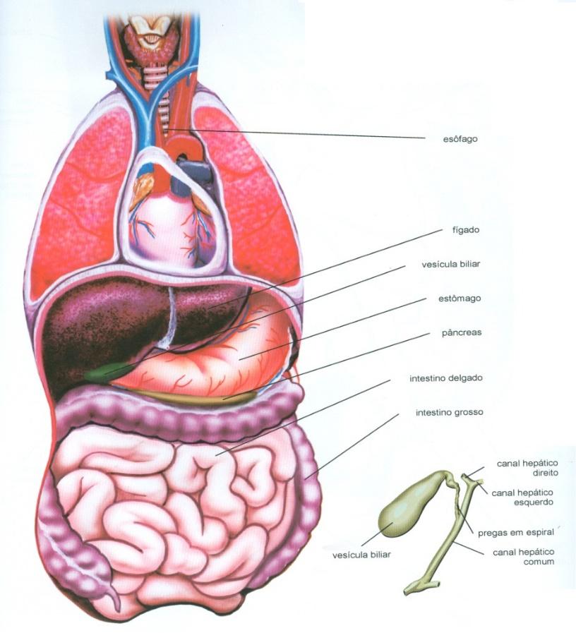 O tubo digestivo humano compreende a boca, faringe,