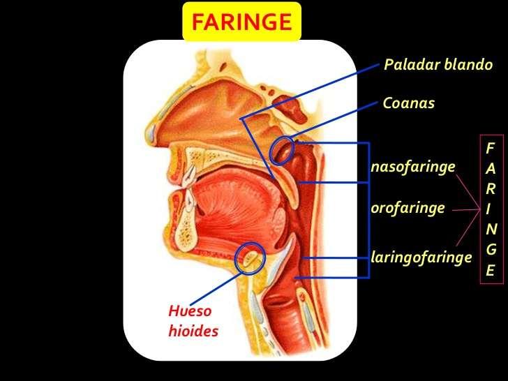 b) Faringe O ar inspirado passa das cavidades nasais para a faringe através das coanas (amplo orifício oval situado na parte posterior da cavidade