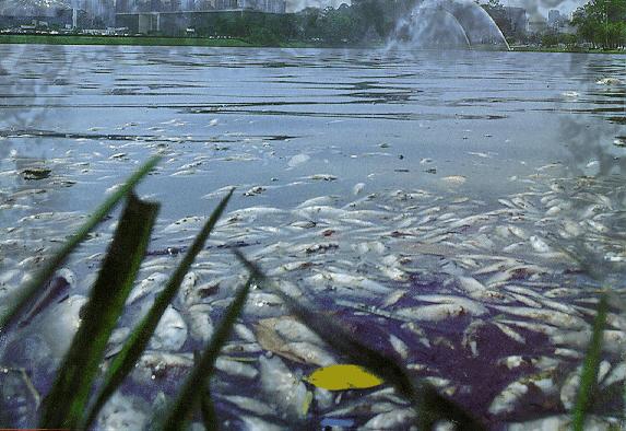 EFEITOS DA EUTROFIZAÇÃO Anoxia (ausência de oxigênio na água): causa mortalidade de peixes e invertebrados e produz liberação de gases com odor e tóxicos (H 2 S e CH 4 ) Florescimento de algas e