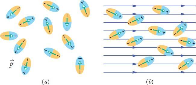 Dielétricos: uma Visão Atômica 1. Dielétricos polares. As moléculas de alguns dielétricos, como a água, possuem um momento dipolar elétrico permanente.