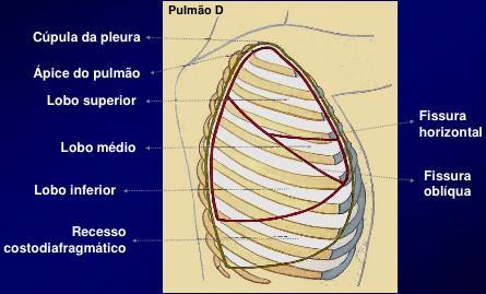 Anatomia