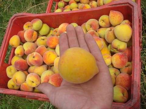 Território Zona Sul: formação histórica, realidade e auto-percepção Em contraposição, constituiu-se uma agricultura familiar complexa e diversificada que durante muito