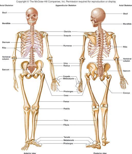 ESQUELETO Esqueleto Axial * Crânio * Ossículos Auditivos * Osso Hióide * Coluna Vertebral * Caixa