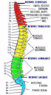 COLUNA VERTEBRAL FUNÇÕES a)proteção