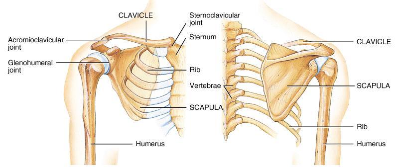 ESQUELETO APENDICULAR