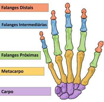 Ossos Curtos As três dimensões são semelhantes.