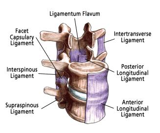 Estruturas anatômicas da coluna vertebral Ligamentos longitudinais ant. e post. Lig. Longitudinal anterior Origem no clivus Inserção nos corpos vertebrais e sacro Evita a hiperextensão Lig.