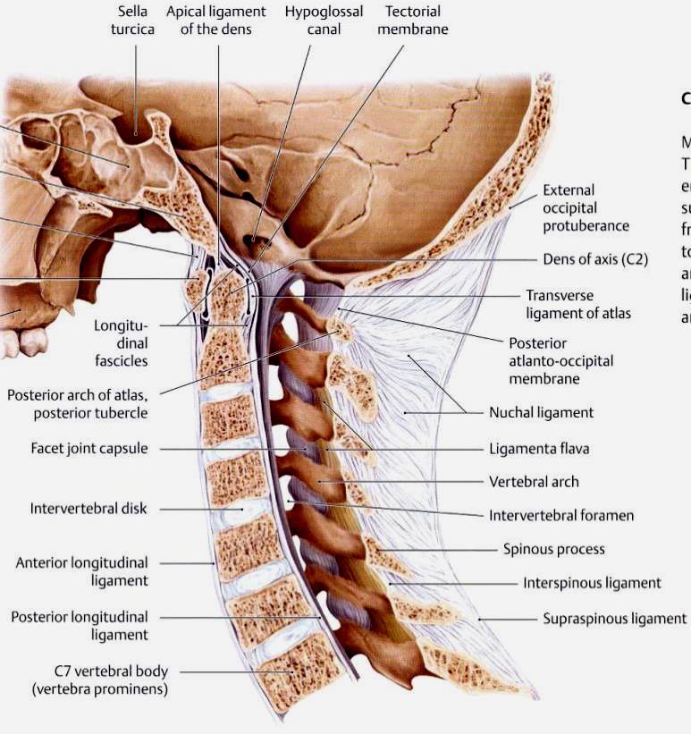 Ligamentos da