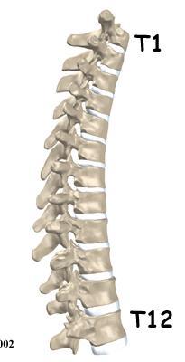 Coluna torácica Características especificas Thoracic Segment: Wider/thicker help support torso weight Spinous Processes: Downward projection Limit extension Attachment for
