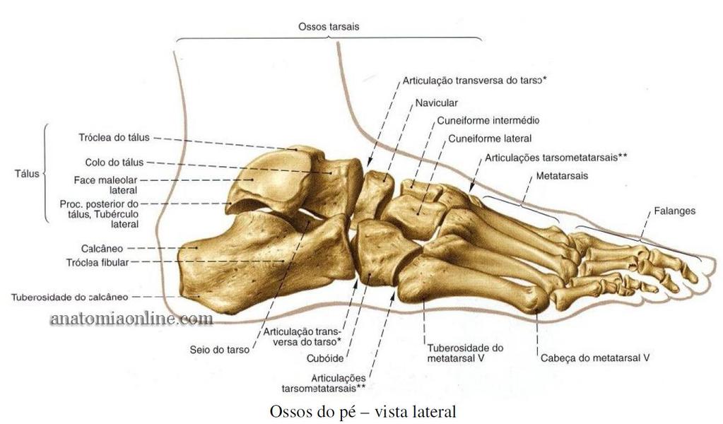 Ossos do Pé /