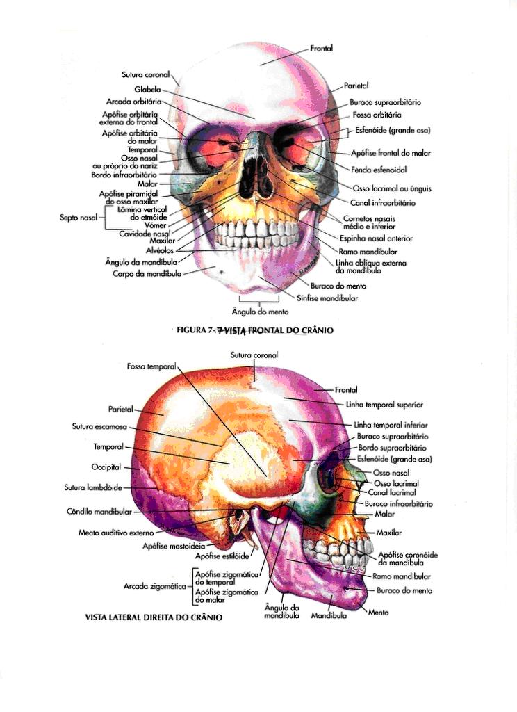 Parietal Occipital