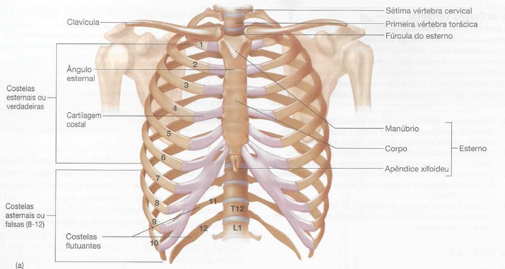 Caixa Torácica: