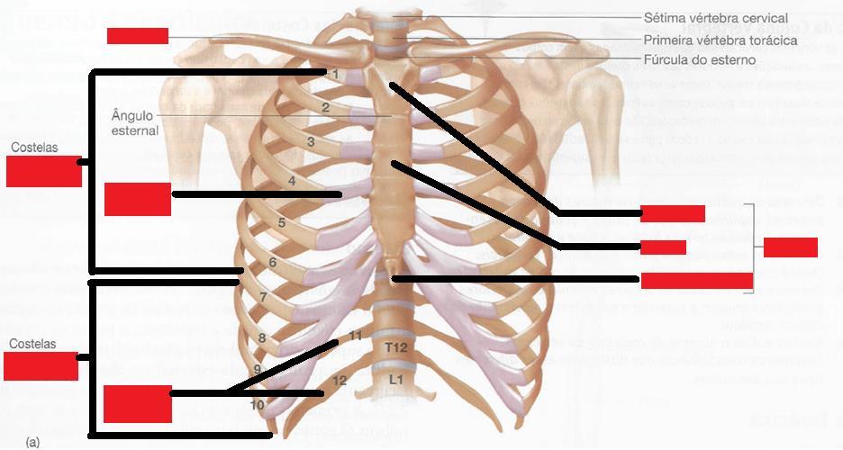 Caixa Torácica: Costelas