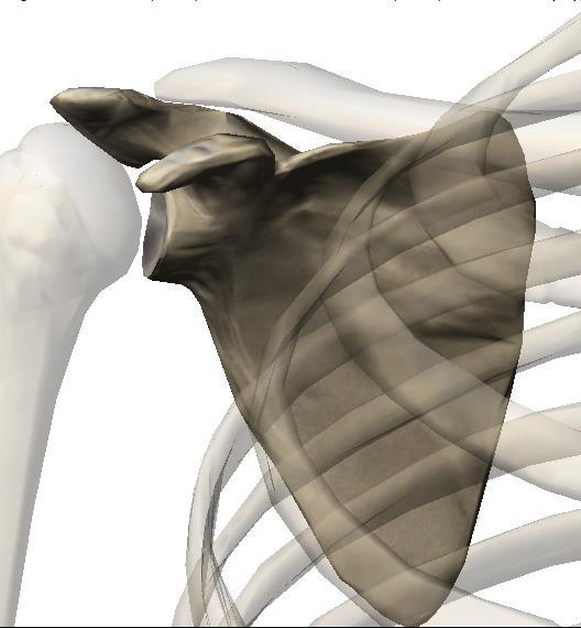 Escápula / Omoplata OMOPLATA (SCAPULA) A omoplata é um osso par, chato e triangular, situado na porção superior e posterior do tórax. Orientação A face côncava é anterior.