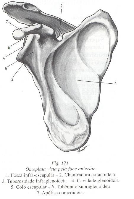 Escápula / Omoplata Bordo Superior Chanfradura Coracoideia 2 ou Incisura Escapular - Incisura semi-circular localizada na porção lateral e é formada pela base do processo coracóide.