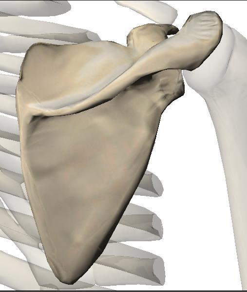 Escápula / Omoplata Bordo interno O bordo interno ou espinhal, dá inserção a vários músculos: no lábio anterior, o grande dentado; no lábio posterior, o supra-espinhoso e o infra-espinhoso; e no