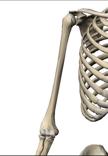 UMERO (HUMERUS) MassagemPro O esqueleto do braço é constituído pelo úmero. E um osso par, longo, no qual se descrevem um corpo (diáfise) e duas extremidades (epífises).