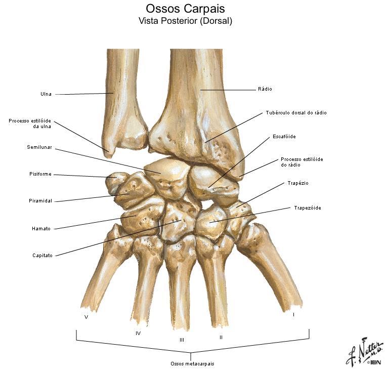 Triquetrum/ Unciforme / Grande Osso / - Escafóide - Trapézio - Trapezóide - Grande Osso ou
