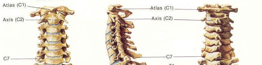 Vértebras