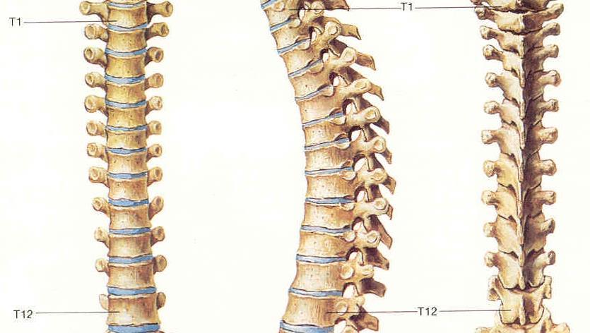 Vértebras Dorsais
