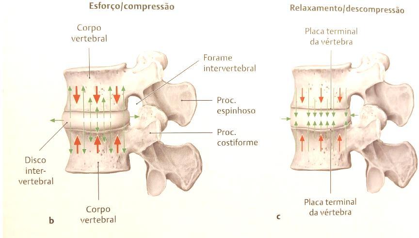 Disco Intervertebral Julho 2011 Manual de