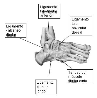 3 Principais ligamentos do tornozelo 3.