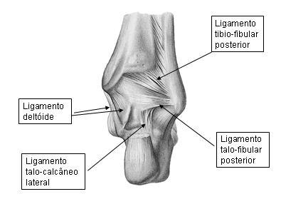 3.2 Ligamento colateral medial (ligamento deltóide) Vista posterior do tornozelo Reforça a cápsula medialmente. É grande e resistente.