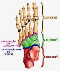 4.7 Articulação mediotársica (Chopart) Une os ossos da primeira linha do tarso (talus e calcâneo) com os da segunda (navicular e cuboide).