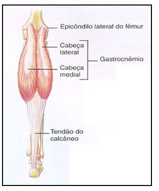 8.7 Gastrocnêmios Situa-se na região posterior da perna, superficialmente. Tem 2 ventres: gastrocnêmio medial e lateral.