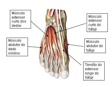 Vista dorsal do pé 9 Inervação do tornozelo A inervação do tornozelo se dá pelos nervos derivados dos nervos tibial (ramo do ciático) e fibular profundo (ramo do fibular comum).