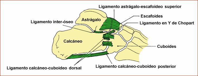 conexão do conjunto do talus e calcâneo