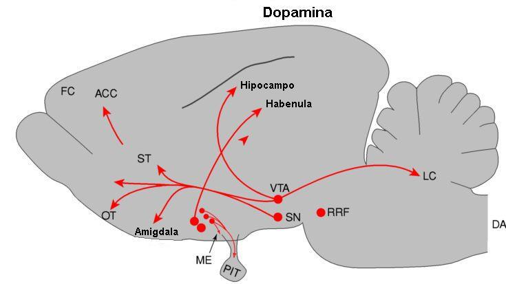 INTRODUÇÃO 18 Figura 2: Vias dopaminérgicas no sistema nervoso de ratos.