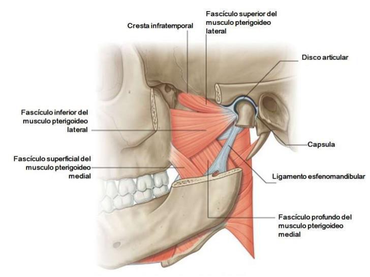 Como está inserido na cápsula e possivelmente no disco articular, a relação entre disfunção neste músculo e DTM (assim como deslocamento anterior do disco) é bem considerável.