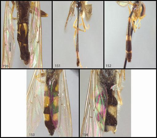 Figs 150 154: Abdome. Vista dorsal: Argentinomyia lanei (150), Baccha elongata (151), B.