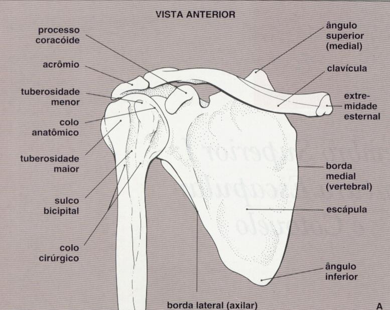 Anatomia