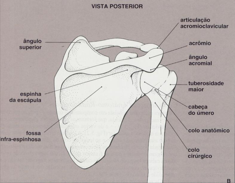 Anatomia