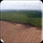 cultivo das árvores plantadas: Process of cultivation of the planted trees: Análise de áreas