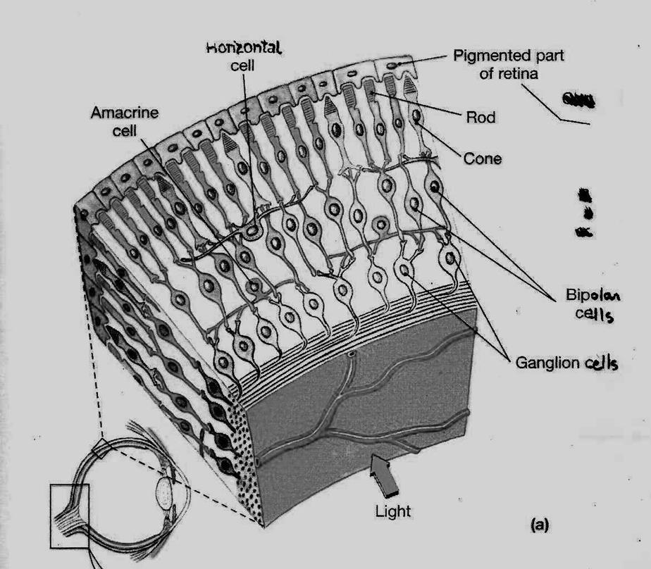 (Martini, 2001) Expressão de homólogo da melanopsina de Xenopus em