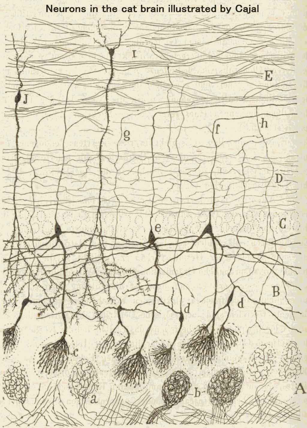 Por traçamento transneuronal Por coloração de Golgi