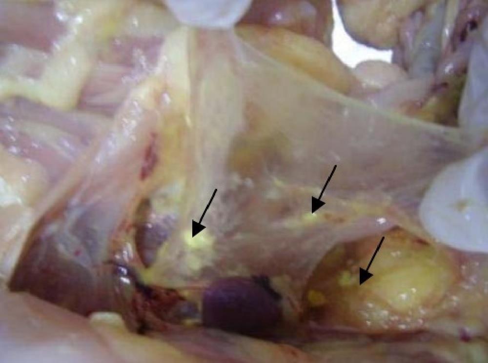 Fonte: SILVA et al., 2011.