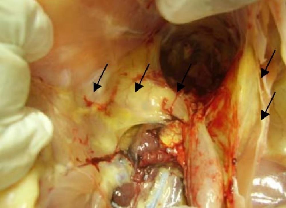 Figura III- Sacos aéreos apontados pelas setas com acometimento