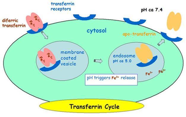 Pense: Como a célula pode usar a transferrina como transportador