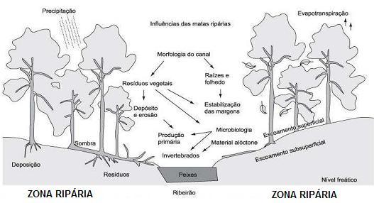 As zonas ripárias são áreas de saturação hídrica da microbacia, encontradas principalmente ao longo das margens e nas cabeceiras da rede de drenagem, mas podendo ocorrer também em partes mais