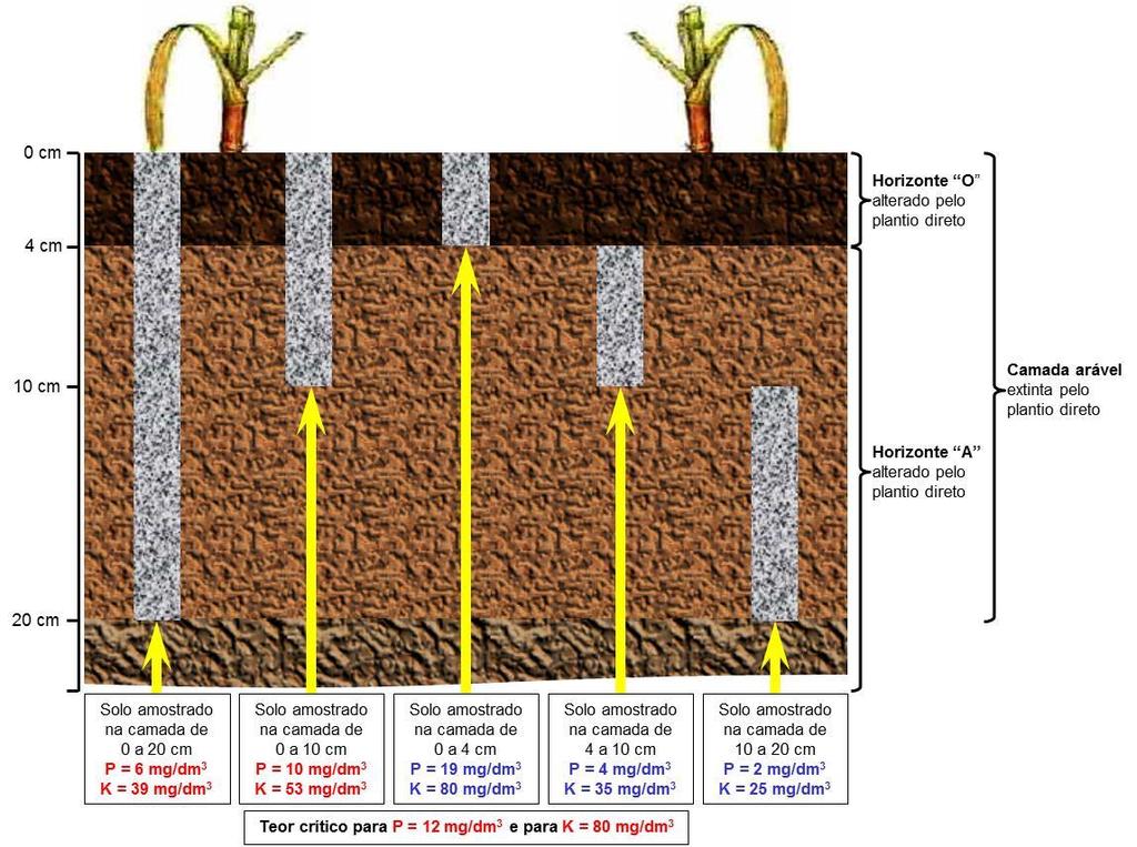 Perfil cultural de um solo manejado com sistema plantio direto, mostrando a extinção da camada arável e estratificação em horizontes, com gradientes nos teores de fósforo (P) e potássio (K) que