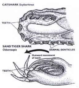 substituição dos dentes.